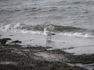 Insel Poel_Schwarzer Busch_Die kleine Fachwerk-Kate (15)